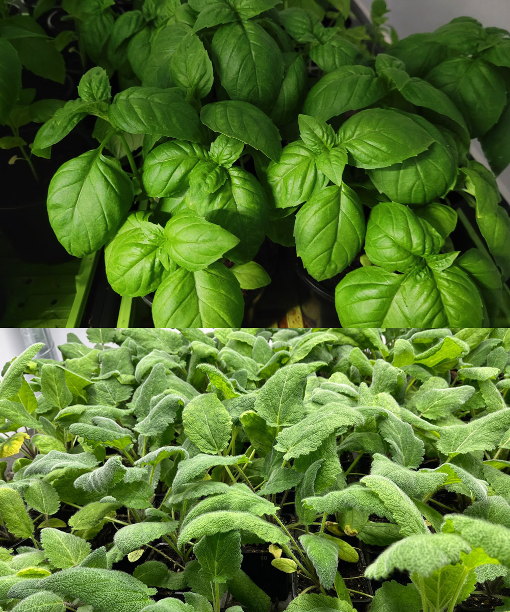 Agricultural Research Facility